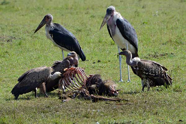 Vultures – Nature`s Clean-Up Crew | Ndeipi Magazine