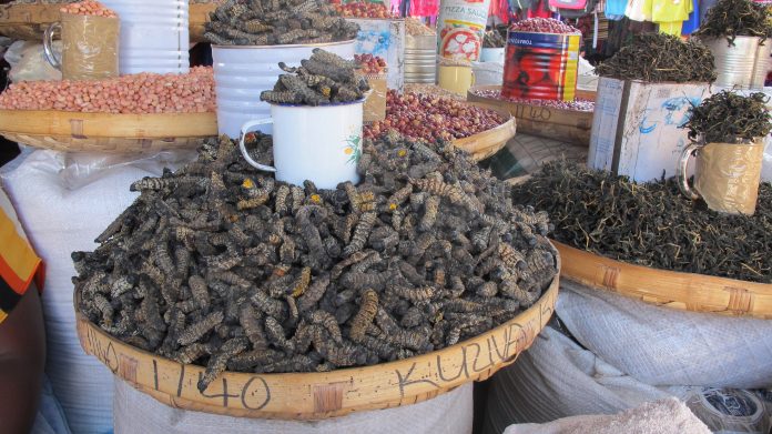 Inswa Insect Edible Insects: A Zimbabwean Delicacy