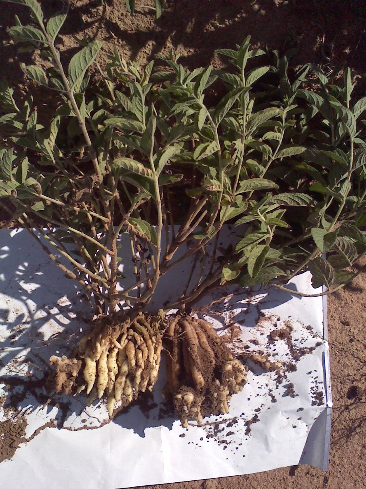 The Livingstone Potato